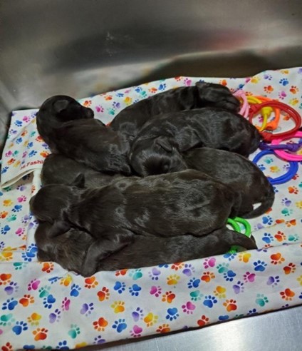 Litter of all black puppies in California Black puppies