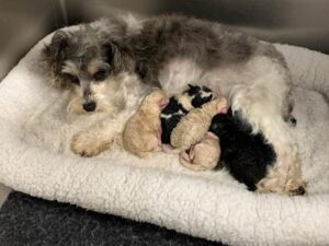 Emily with her puppies in California Emily and pups