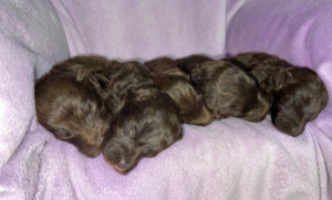 Chocolate schnoodle puppies in California Chocolate schnoodle puppies