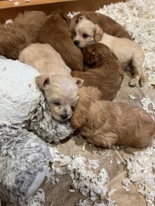 Schnauzer puppies in California Schnauzer Litter