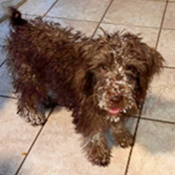 Schnoodle covered in snow in California Schnoodle Puppies