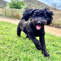 Black Schnoodle running in California Schnoodle Puppies