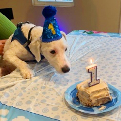 Schnoodle's First Birthday in California Schnoodle Puppies