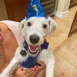 Schnoodle Birthday in California Schnoodle Puppies