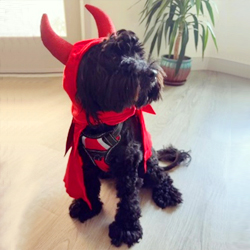 Black schnoodle in devil costume in California Schnoodle Puppies