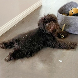 Chocolate schnoodle puppy in California Schnoodle Puppies