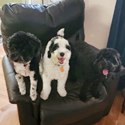 Three schnoodles on a recliner in California Schnoodle Puppies