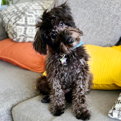 Schnoodle with head tilted in California Mini Schnoodles Full Grown