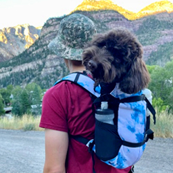Schnoodle in his backpack in California Schnoodle Puppies