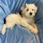 Miniature Schnauzer