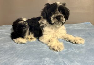 Miniature Schnauzer
