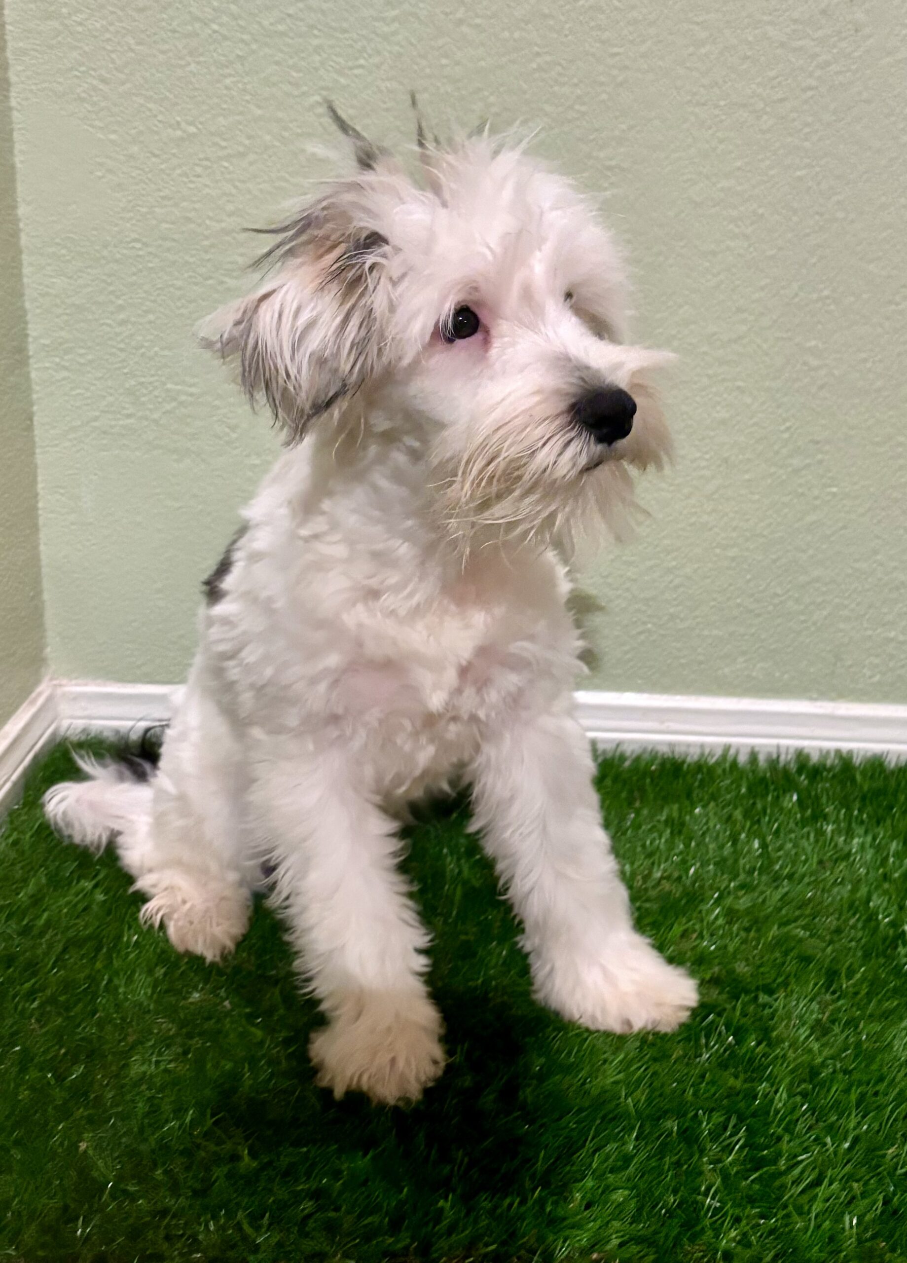 Schnauzer Puppies California