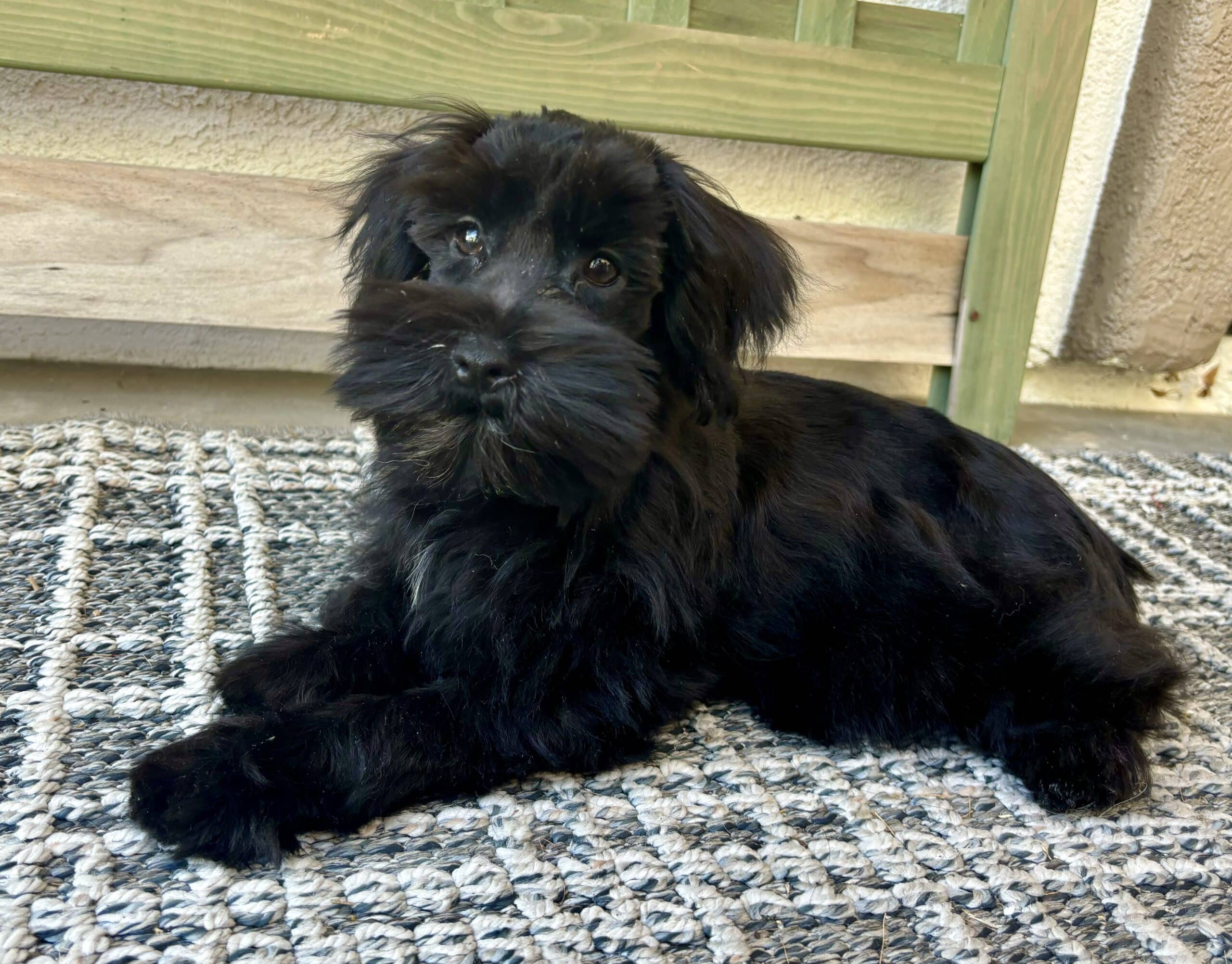 Black Miniature Schnauzer