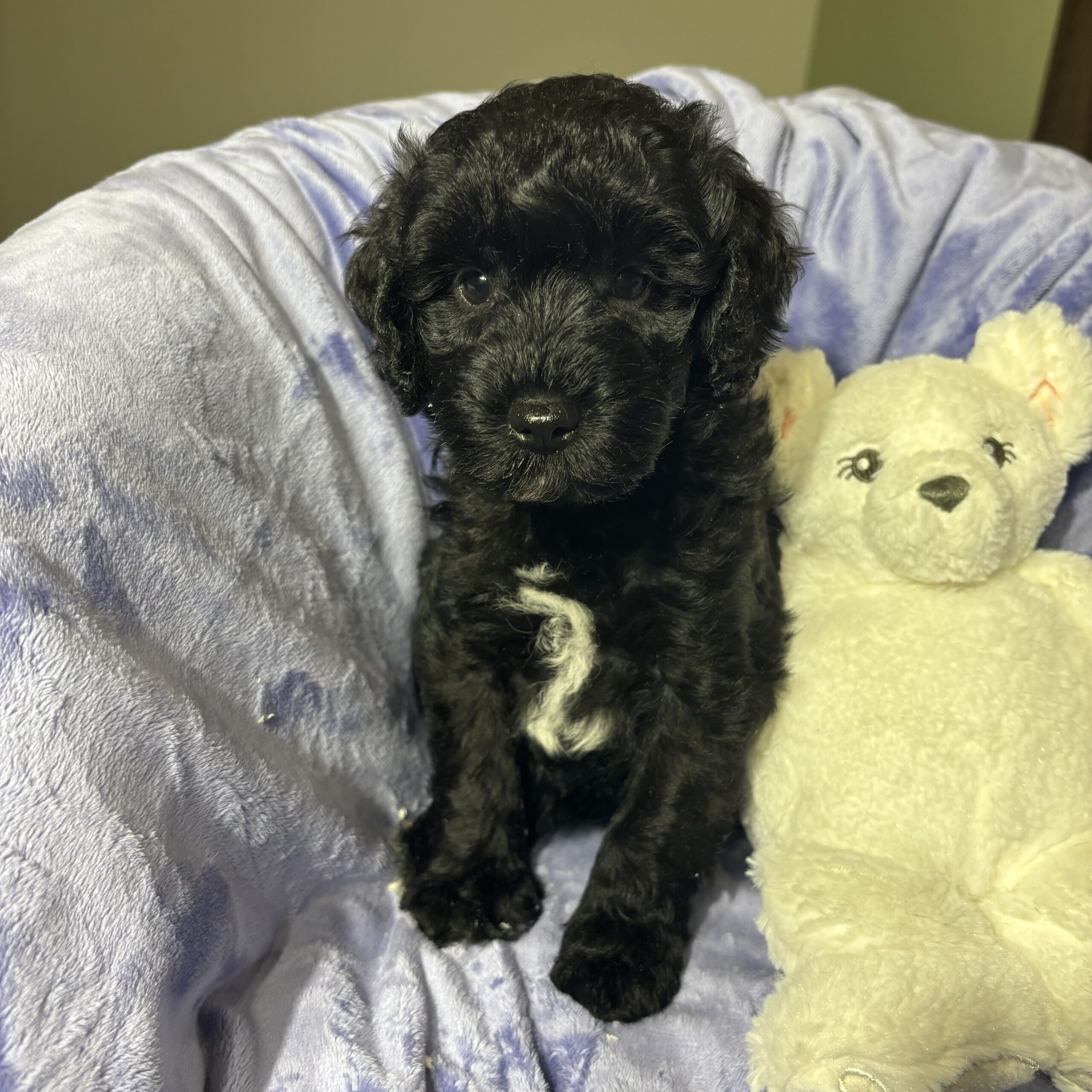 Black Miniature Schnoodle Black Miniature Schnoodle