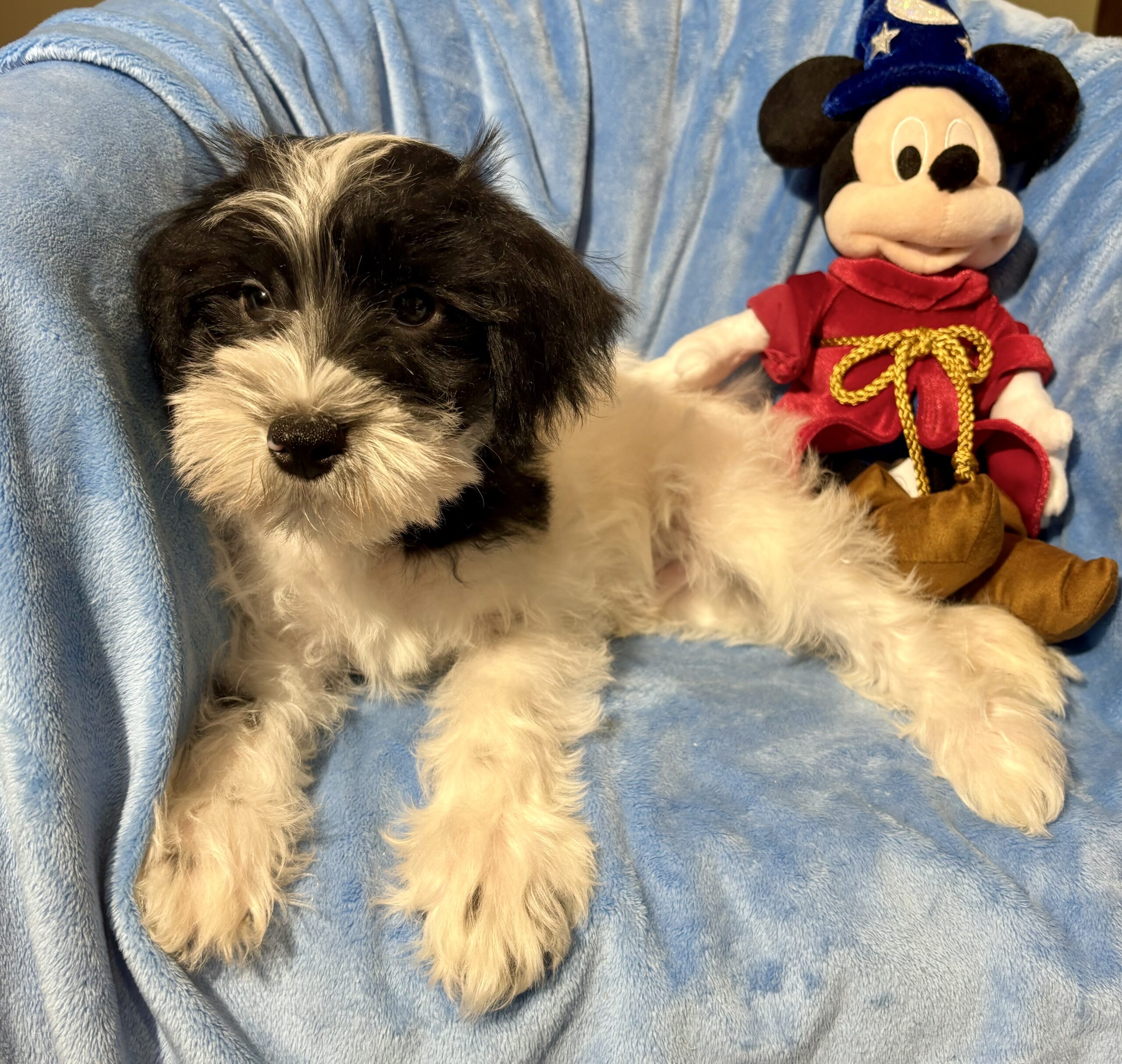 Miniature Schnauzer Miniature Schnauzer