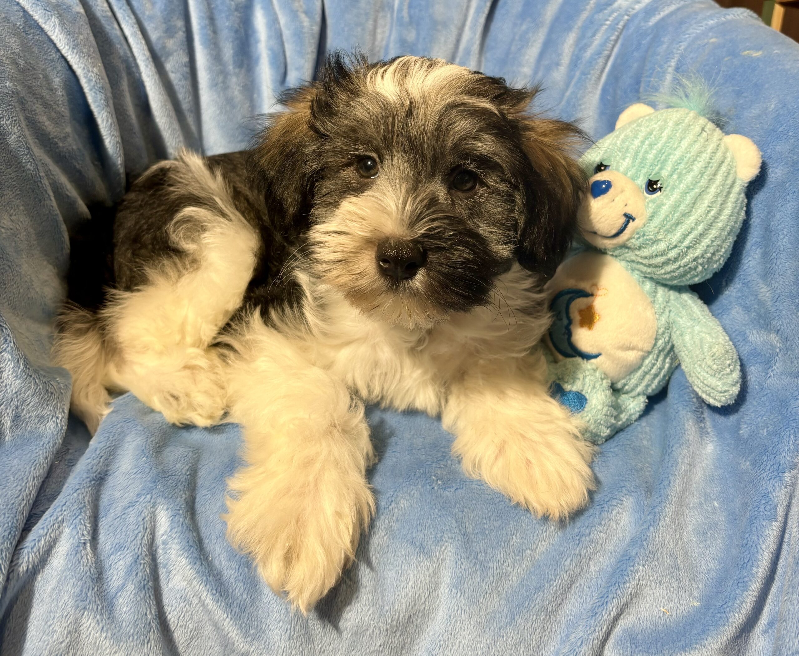 Miniature Schnauzer Miniature Schnauzer