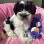Miniature Schnoodle Miniature Schnoodle