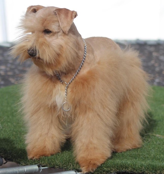 Wheaton Schnauzer Wheaton Schnauzer
